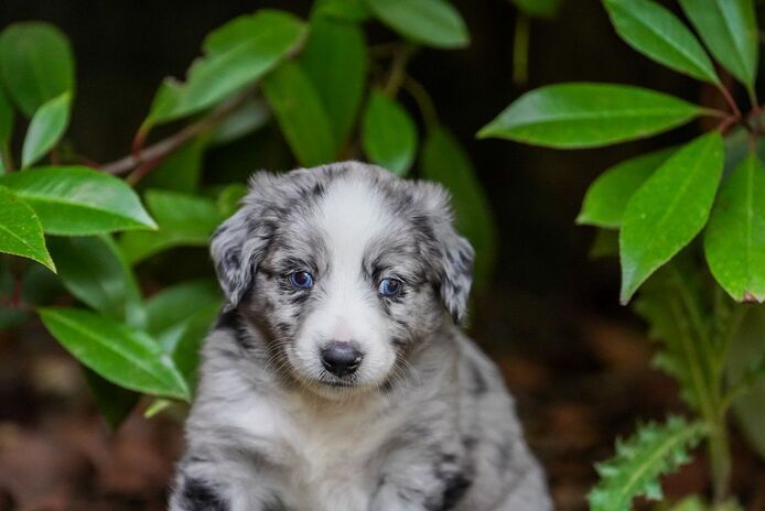 Zauberhafte Mini Australian Sheperds