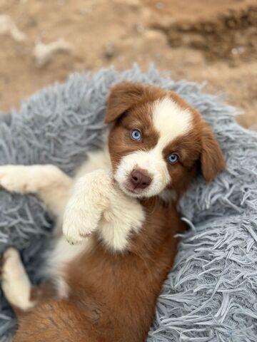 Süße Australian Shepherd-Welpen suchen ab 23.06.2026 ein Zuhause