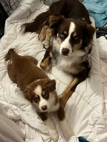 2 Super süße Australian Sheperds
