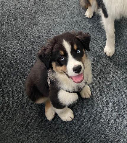 2 Super süße Australian Sheperds