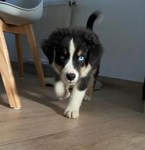 2 Super süße Australian Sheperds