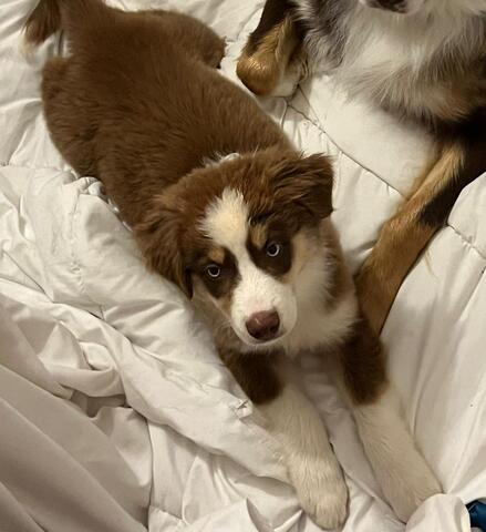 2 Super süße Australian Sheperds