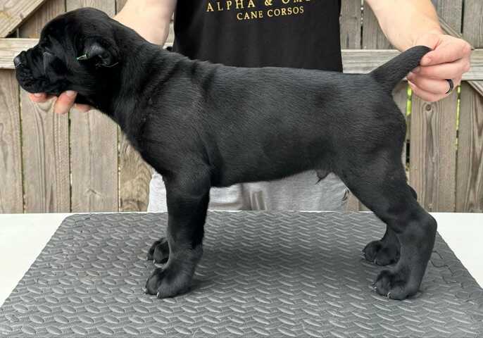 Cane Corso Welpen, blau