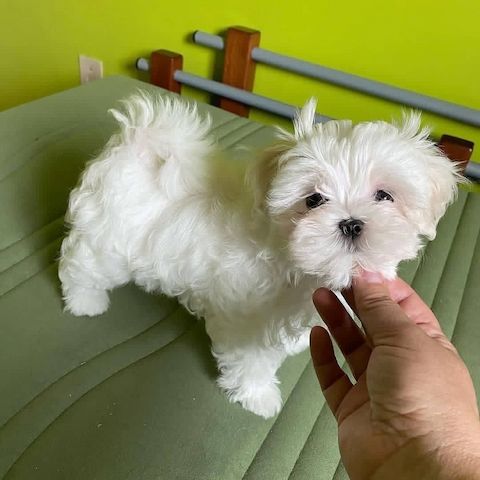 Malteser-Welpen zur Adoption