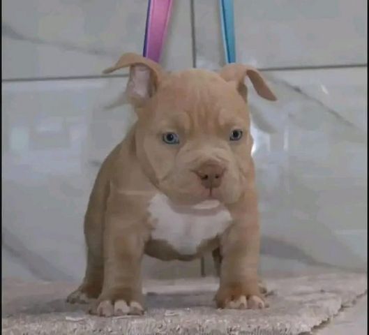 Pitbull-Welpen zur Adoption