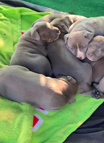 Pitbull-Welpen zur Adoption