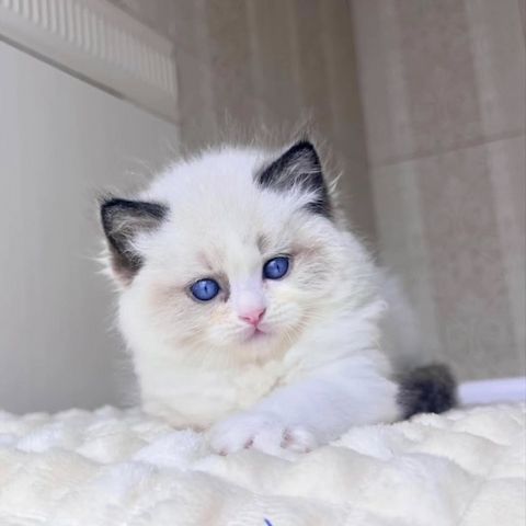 Ragdoll-Kätzchen zur Adoption