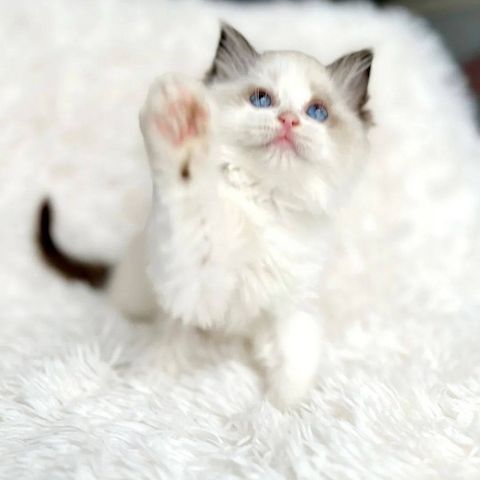 Ragdoll-Kätzchen zur Adoption
