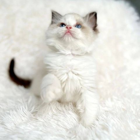 Ragdoll-Kätzchen zur Adoption