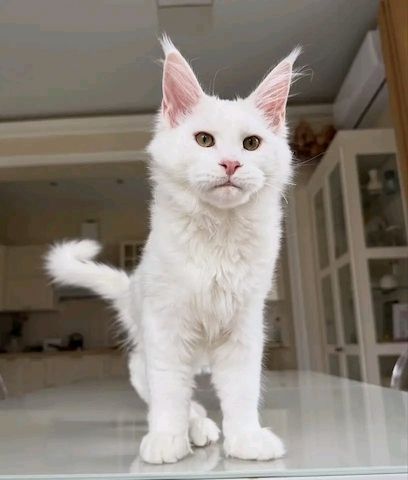 Maine-Coon-Kätzchen zur Adoption