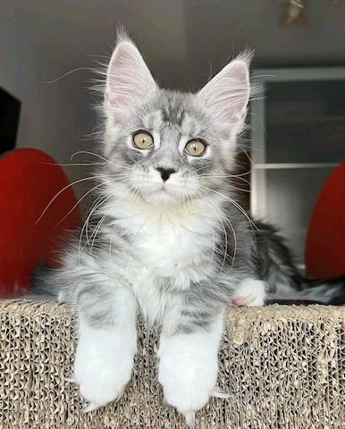 Maine-Coon-Kätzchen zur Adoption