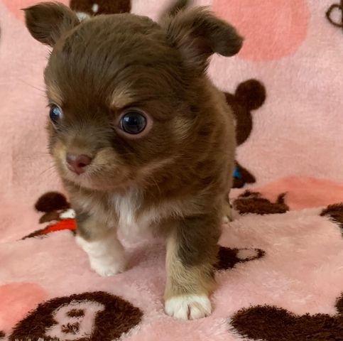 Chihuahua-Welpen zur Adoption