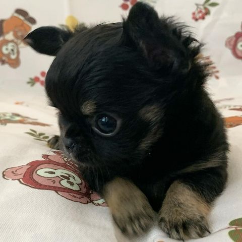 Chihuahua-Welpen zur Adoption