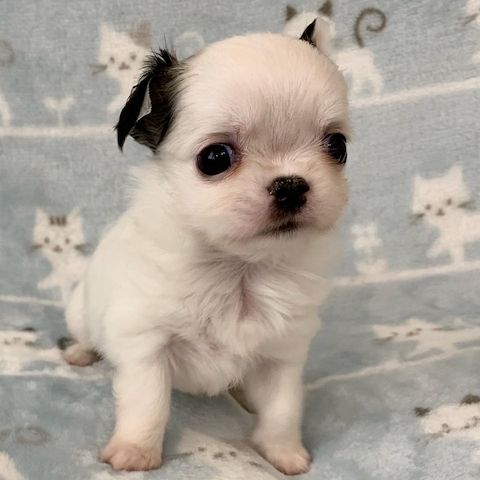 Chihuahua-Welpen zur Adoption