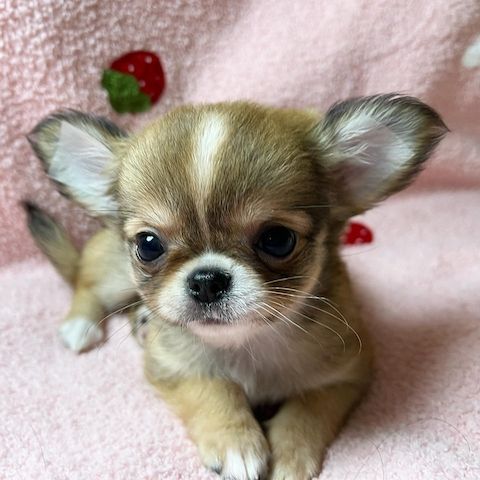 Chihuahua-Welpen zur Adoption