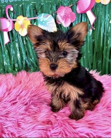 Yorkie-Welpen zur Adoption