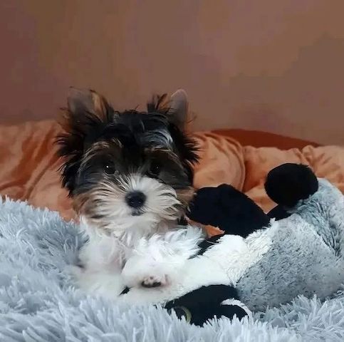 Yorkie-Welpen zur Adoption
