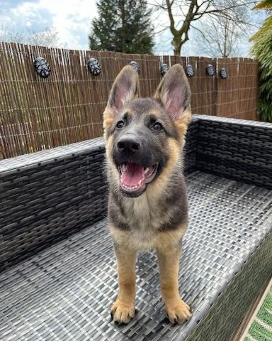 Schäferhundwelpen zur Vermittlung