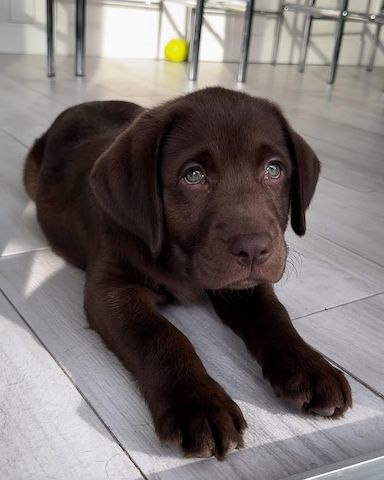 Labrador-Welpen zur Adoption