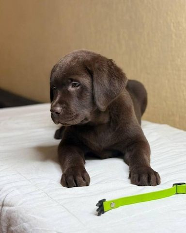 Labrador-Welpen zur Adoption