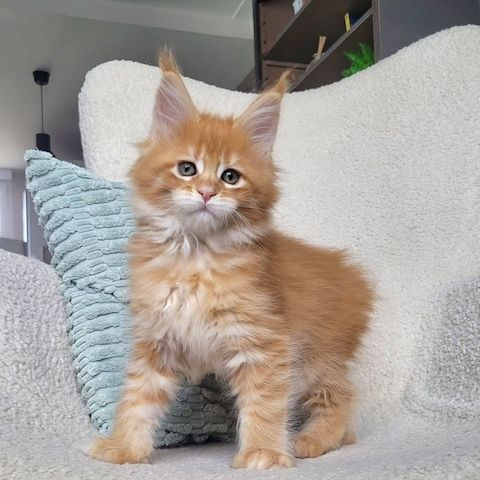 Maine-Coon-Babys mit großem Herzen suchen liebevolle Familien