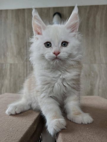 Maine-Coon-Babys mit großem Herzen suchen liebevolle Familien