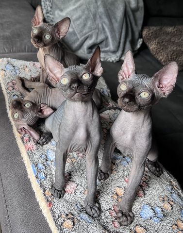 Wunderschöne Sphynx-Kitten🐈‍⬛ suchen liebevolles Zuhause❤️