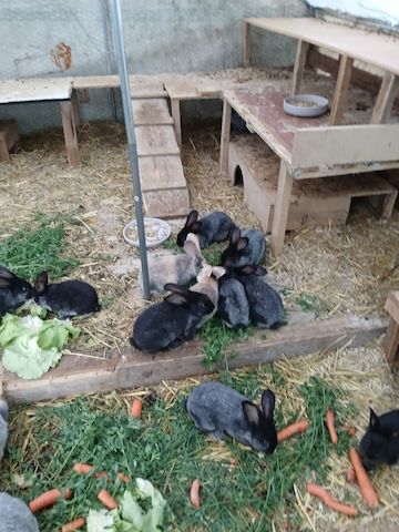 Zwergkaninchen
