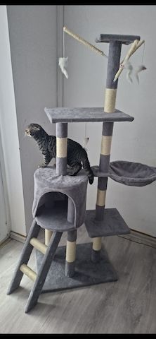 Kitten zu verkaufen