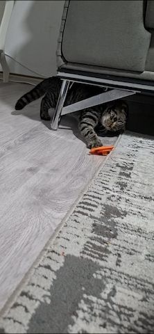 Kitten zu verkaufen