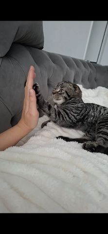 Kitten zu verkaufen