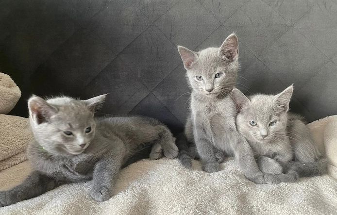 Russisch-Blau-Kätzchen: 2 Mädchen und 6 Jungen