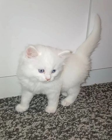 Türkisch-Angora-Kätzchen zu verkaufen