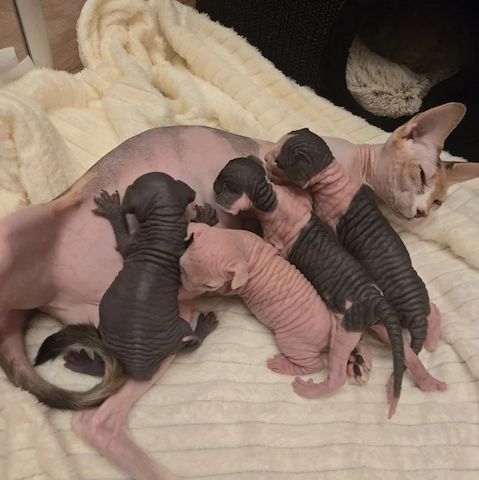✨Wunderschöne Sphynx-Kätzchen zu verkaufen✨