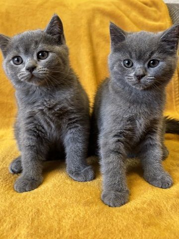 BKH Kitten