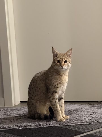 Savannah F2 Weibchen