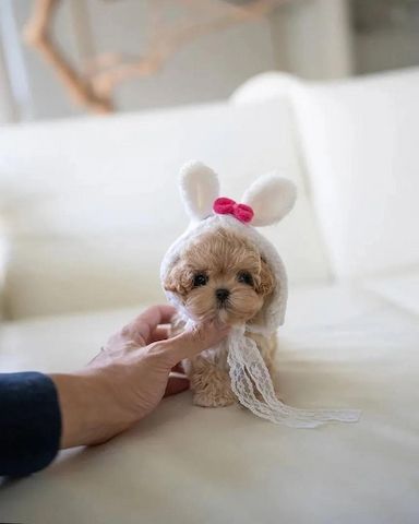 Wunderschöne Shih-Tzu-Welpen suchen ein liebevolles Zuhause.