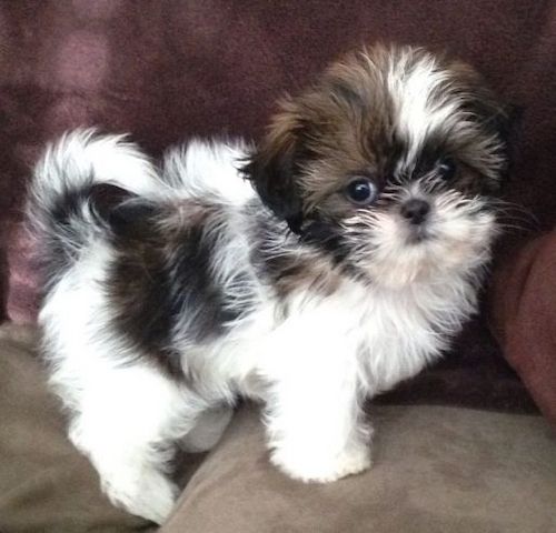 Liebliche Shih-Tzu-Welpen suchen ein Zuhause