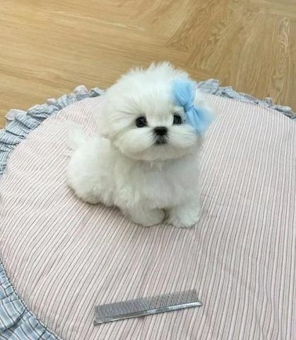 Maltipoo-Welpen
