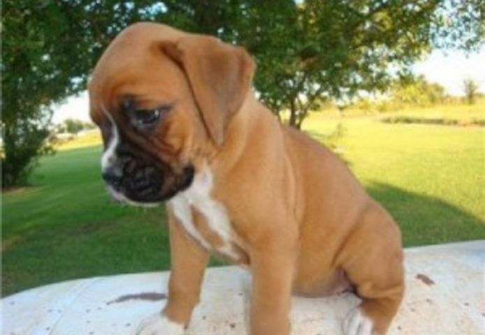 Wunderschöne Boxerwelpen