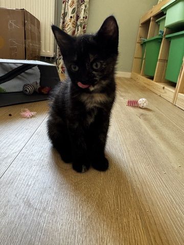 Bkh mix kitten abzugeben