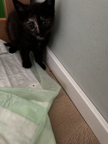 Bkh mix kitten abzugeben