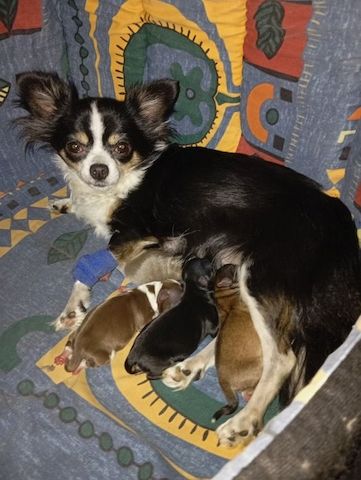 Chihuahua Babys