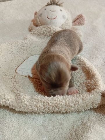 Chihuahua Babys