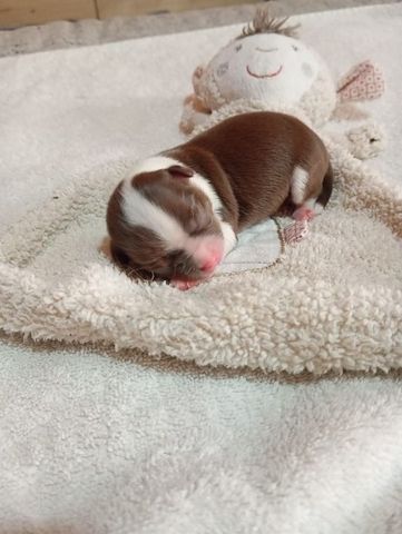 Chihuahua Babys