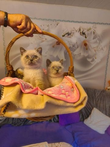 Süße BKH Katzen Babys