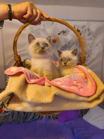 Süße BKH Katzen Babys