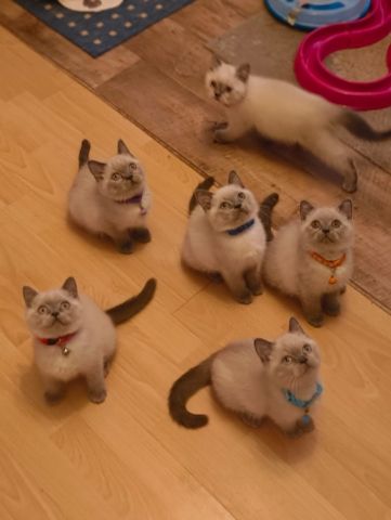 Süße BKH Katzen Babys