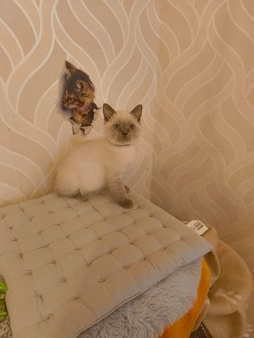 Süße BKH Katzen Babys