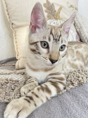 Süßer Bengal Kater zu verkaufen